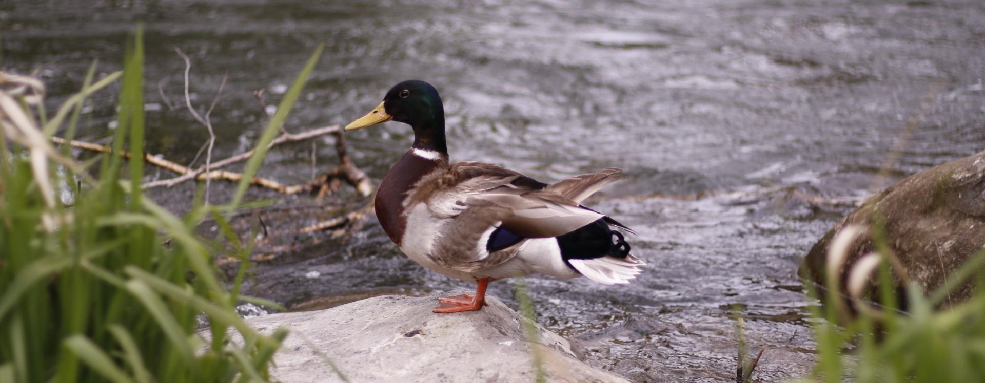 Die Enten bereiten sich vor