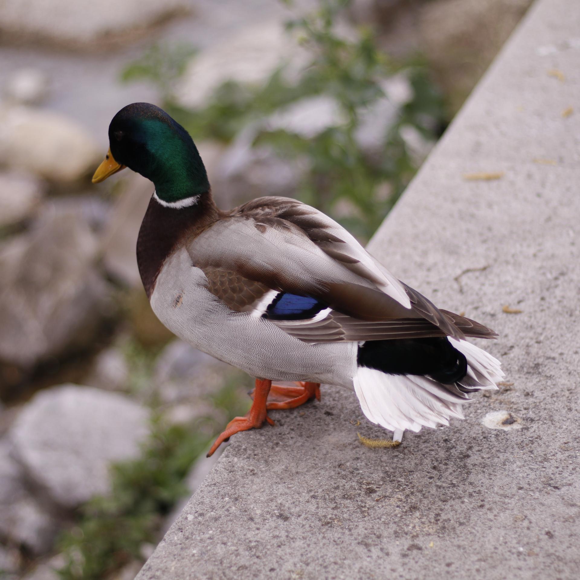 Nachdenklicher Erpel