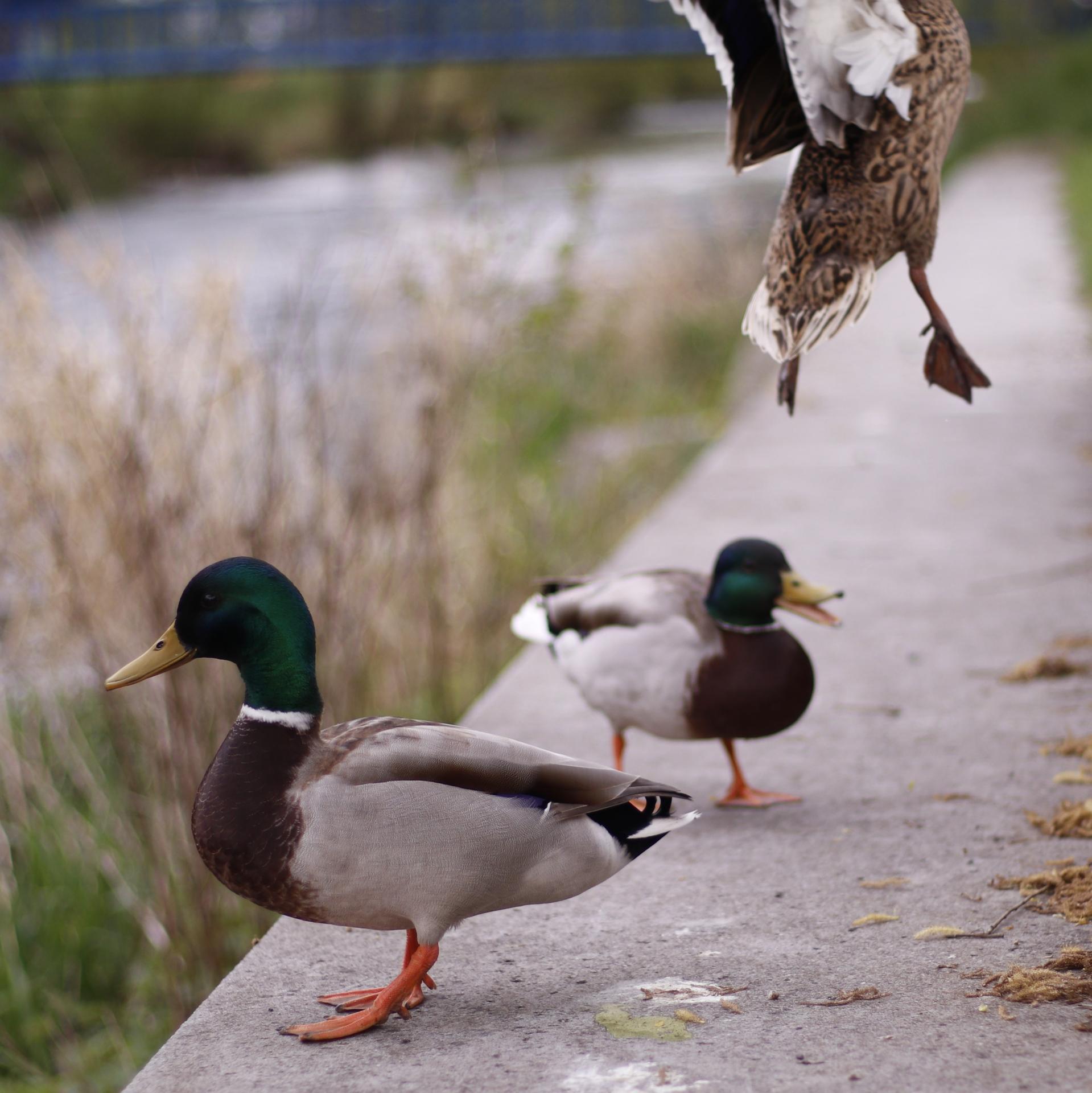 Ente explodiert ohne Vorwarnung
