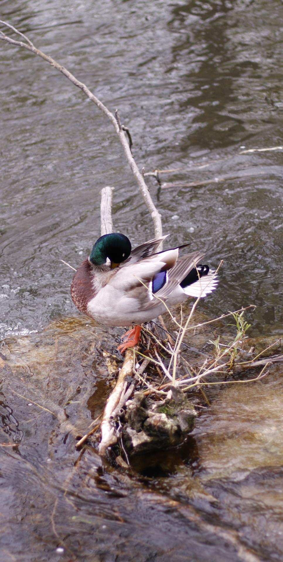 Wer Ente sagt muss auch Quak sagen